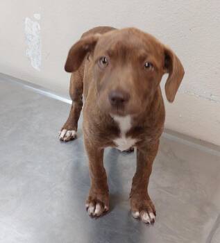 Terrier Dogs Available for Adoption in Mocksville, North Carolina - Border Collie Puppy 5(Gretchen) | PetCurious