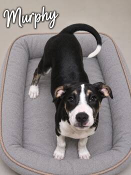 Murphy -  Terrier Dog for Adoption in Momence, Illinois - Murphy | PetCurious