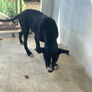 Shadow -  Mixed Breed Dog for Adoption in Denison, Texas - Shadow | PetCurious