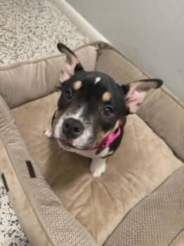 Pit Bull Terrier Dogs Available for Adoption in Sebastian, Florida - Gazelle | PetCurious