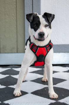 Cruize -  Mixed Breed Dog for Adoption in Savage, Minnesota - Cruize | PetCurious