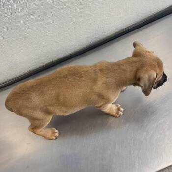 Zeke -  Mixed Breed Dog for Adoption in Las Cruces, New Mexico - Zeke | PetCurious