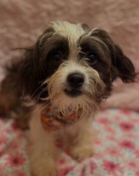 Mocha -  Shih Tzu Dog for Adoption in Flossmoor, Illinois - Mocha | PetCurious