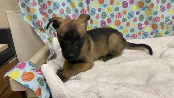 German Shepherd Dog and Mixed Breed Dogs Available for Adoption - A608649 | PetCurious