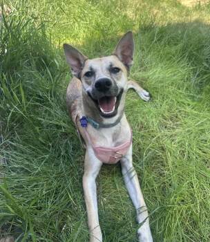 Kahlo -  Shepherd Dog for Adoption in Thornton, Colorado - Kahlo | PetCurious