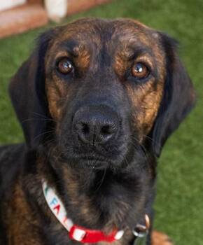 Finch -  Beagle Dog for Adoption in Encinitas, California - Finch | PetCurious