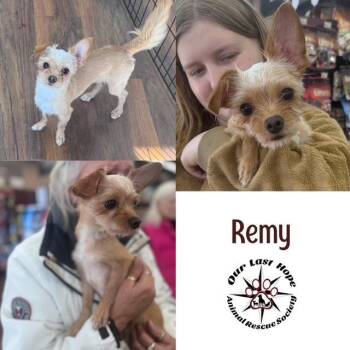 Yorkshire Terrier and Chihuahua Dogs Available for Adoption - Remy | PetCurious