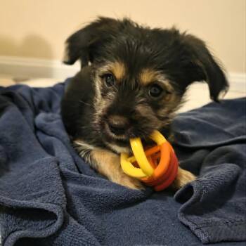 Mixed Breed Dogs Available for Adoption in Fredericksburg, Virginia - Dr. Robby | PetCurious