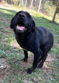 Rescue Labrador Retriever Dogs for Adoption in Troy, Alabama - Malia (Special Needs) | PetCurious