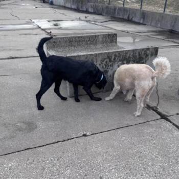 Raven -  Golden Retriever and Rottweiler Dog for Adoption in Alma, Wisconsin - Raven | PetCurious