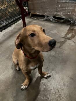 SNICKERDOODLE -  Mixed Breed and Dachshund Dog for Adoption in Dallas, Texas - SNICKERDOODLE | PetCurious