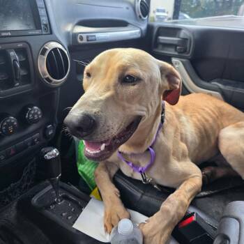 Rory -  Yellow Labrador Retriever Dog for Adoption in Valdosta, Georgia - Rory | PetCurious