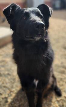 Rescue Retriever and Collie Dogs for Adoption in Manassas, Virginia - VADER | PetCurious