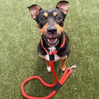 Dior -  Mixed Breed Dog for Adoption in Philadelphia, Pennsylvania - Dior | PetCurious