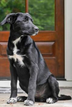Labrador Retriever Dogs Available for Adoption in Franklin, Tennessee - PUPPY MISTY | PetCurious