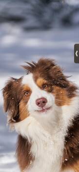 Fitz -  Australian Shepherd Dog for Adoption in Dallas, Texas - Fitz | PetCurious