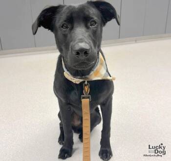Texas -  Labrador Retriever and Shepherd Dog for Adoption in Washington, District Of Columbia - Texas | PetCurious