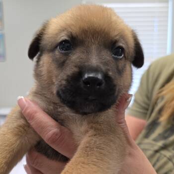 Rescue Black Labrador Retriever and German Shepherd Dog Dogs for Adoption in Kingman, Kansas - Ciarah Pups_6_rose | PetCurious