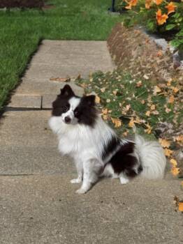 Pomeranian Dogs Available for Adoption in San Antonio, Texas - Evan  | PetCurious