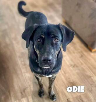 Labrador Retriever Dogs Available for Adoption - Odie | PetCurious