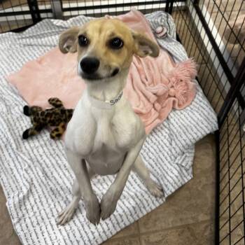 Sadie Mae -  Terrier Dog for Adoption in Birmingham, Alabama - Sadie Mae | PetCurious