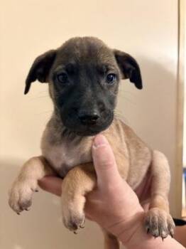 Labrador Retriever and Mixed Breed Dogs Available for Adoption in Morton Grove, Illinois - Xenos | PetCurious