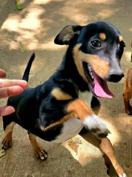 Hercules -  Chihuahua Dog for Adoption in Athens, Alabama - Hercules | PetCurious