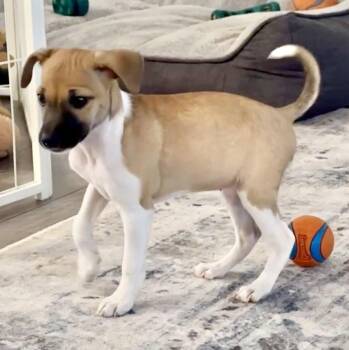 Chloe -  Jack Russell Terrier and Chihuahua Dog for Adoption in Omaha, Nebraska - Chloe | PetCurious