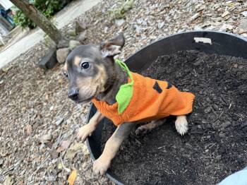 Ritz -  Doberman Pinscher and Brittany Spaniel Dog for Adoption in Fennville, Michigan - Ritz | PetCurious