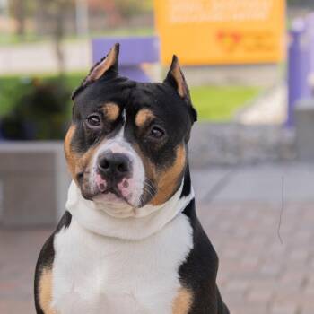 Pablo -  Mixed Breed Dog for Adoption in Dearborn, Michigan - Pablo | PetCurious