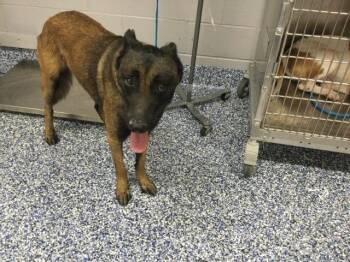 Belgian Shepherd Malinois Dogs Available for Adoption in Thousand Palms, California - CAPTAIN | PetCurious