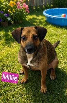 Millie -  Beagle and Dachshund Dog for Adoption in Wheelersburg, Ohio - Millie | PetCurious