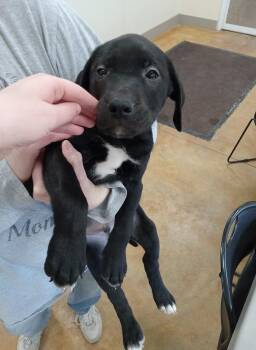 Pit Bull Terrier and Labrador Retriever Dogs Available for Adoption - McKay | PetCurious