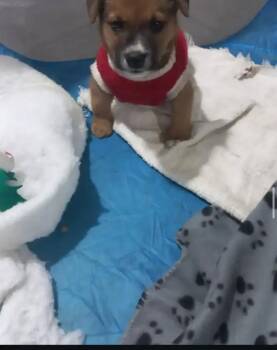 JOEY (FOSTERED) -  Labrador Retriever and Staffordshire Bull Terrier Dog for Adoption in Langley Township, British Columbia - JOEY (FOSTERED) | PetCurious