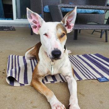 Bull Terrier and Whippet Dogs Available for Adoption in Volcano, Hawaii - Banjo | PetCurious