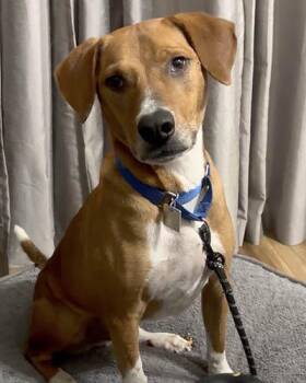 Rescue Hound and Labrador Retriever Dogs for Adoption in Lake Wylie, South Carolina - Lucas | PetCurious