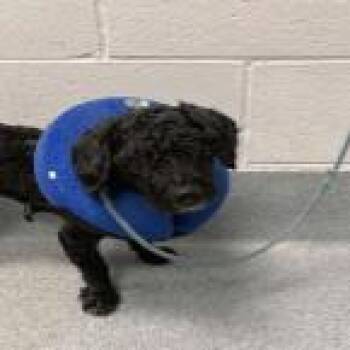 Hot Rod -  Poodle Dog for Adoption in Indianapolis, Indiana - Hot Rod | PetCurious
