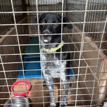 Colt -  Australian Cattle Dog Blue Heeler and Mixed Breed Dog for Adoption in Hackett, Arkansas - Colt | PetCurious