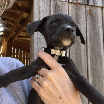 Outlaw West -  Boxer Dog for Adoption in Andover, Massachusetts - Outlaw West | PetCurious