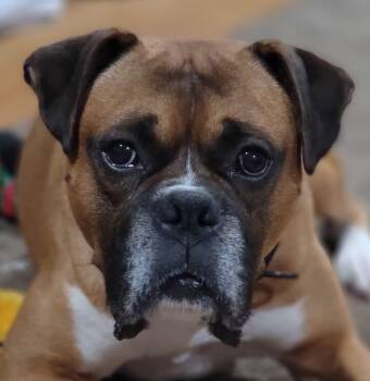 Danny -  Boxer Dog for Adoption in Fountaintown, Indiana - Danny | PetCurious