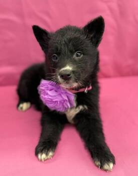 Sugar -  Husky and German Shepherd Dog Dog for Adoption in Sedalia, Colorado - Sugar | PetCurious