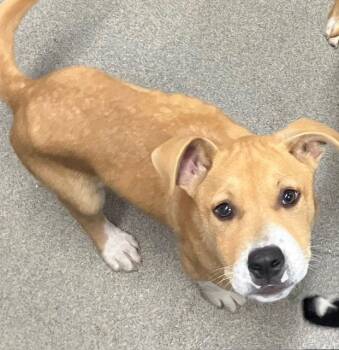 Labrador Retriever Dogs Available for Adoption - Speckles 4 Months Male Ava 3/25 | PetCurious