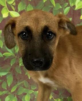 Shepherd and Mixed Breed Dogs Available for Adoption - DeeDee | PetCurious