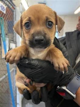 Labrador Retriever and Mixed Breed Dogs Available for Adoption in Corpus Christi, Texas - BISCUIT | PetCurious
