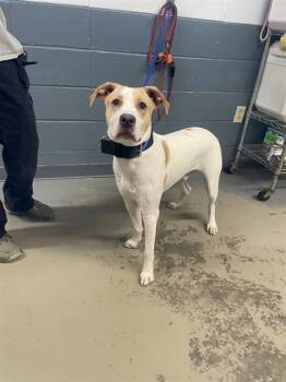 SHERMAN -  Labrador Retriever and Mixed Breed Dog for Adoption in Tallahassee, Florida - SHERMAN | PetCurious