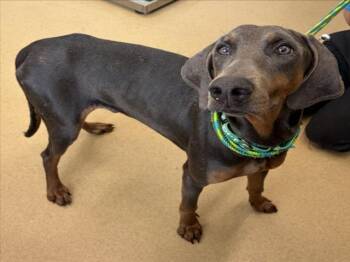 Doberman Pinscher Dogs Available for Adoption in Derwood, Maryland - PIPPEN | PetCurious