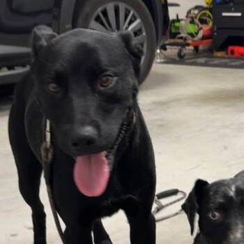 Thor -  Mixed Breed Dog for Adoption in Winston-salem, North Carolina - Thor | PetCurious