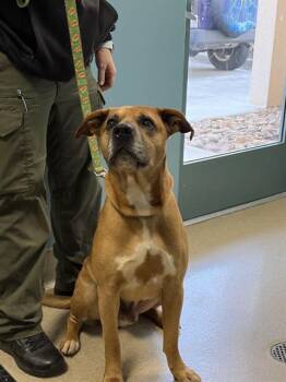 Mixed Breed Dogs Available for Adoption in Newton, North Carolina - GUS | PetCurious