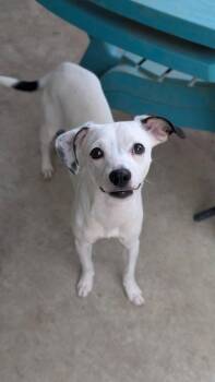 Chihuahua Dogs Available for Adoption in New Bern, North Carolina - Bean | PetCurious