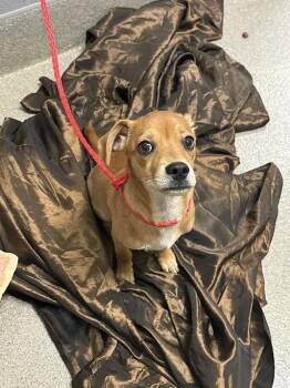PIRANHA -  Chihuahua Dog for Adoption in Las Vegas, Nevada - PIRANHA | PetCurious